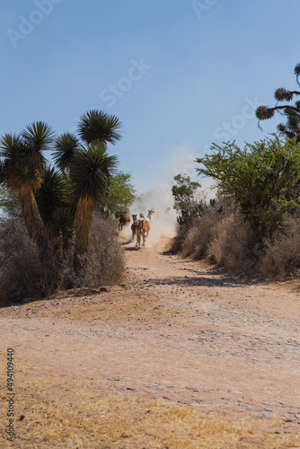 horses, running, landscape, desert, freedom, free, sky blue