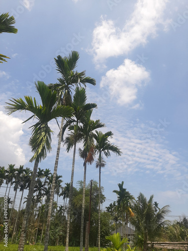 palm trees and blue sky