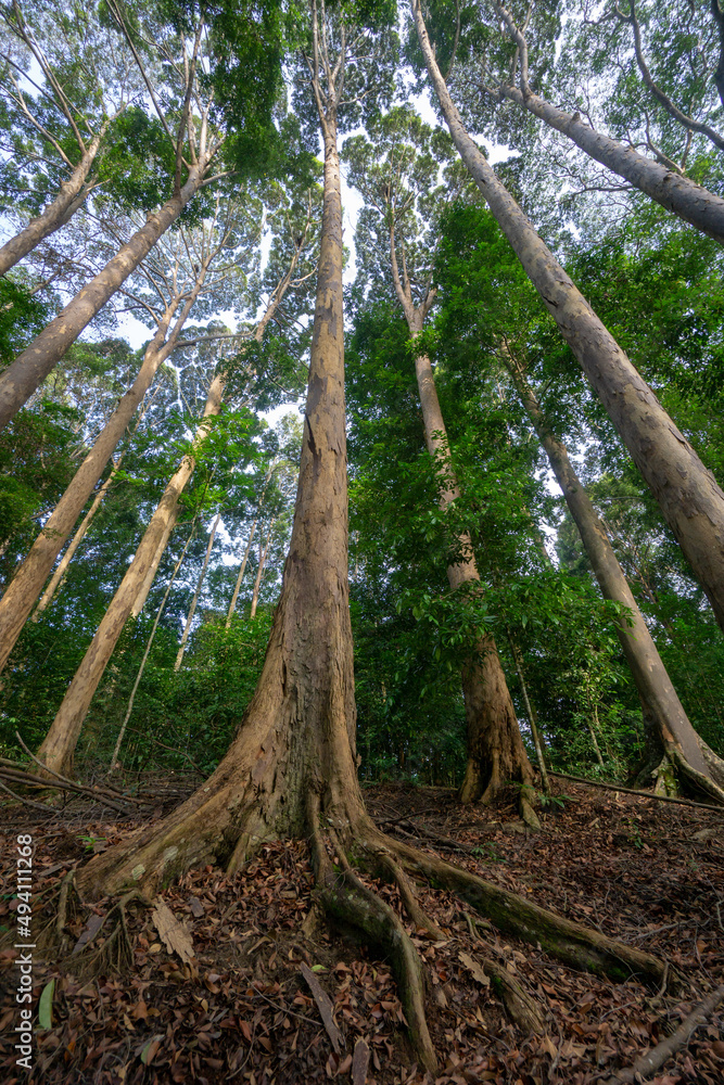 Obraz premium Tropical rainforest at Bukit Panchor, Penang