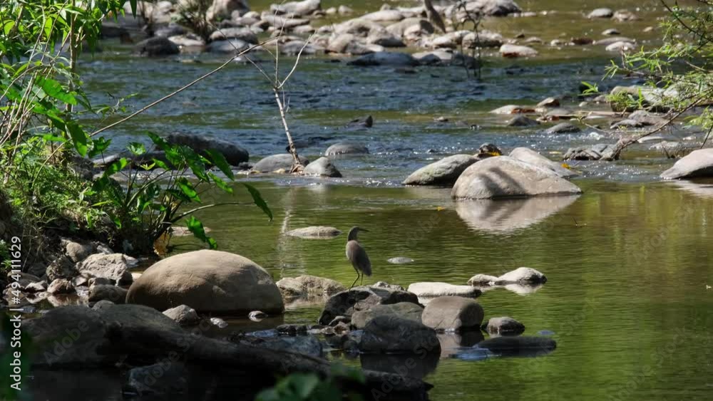 Seen on a rock under the shade of the forest as it looks over its shoulder to the stream, Chinese Pond Heron Ardeola bacchus, Thailand. Seen on a rock under the shade of the forest as it looks over its shoulder to the stream, Chinese Pond Heron Ardeola bacchus, Thailand.