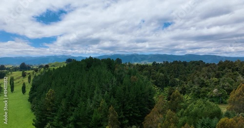 Aerial close-up of pine and native tree tops - Rangiwahia Scenic Reserve-NZ photo