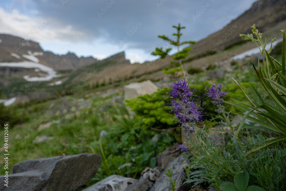 Fototapeta premium Purple Wildflowers in Rocky Field on the way to Piegan Pass