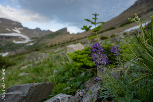 Purple Wildflowers in Rocky Field on the way to Piegan Pass photo