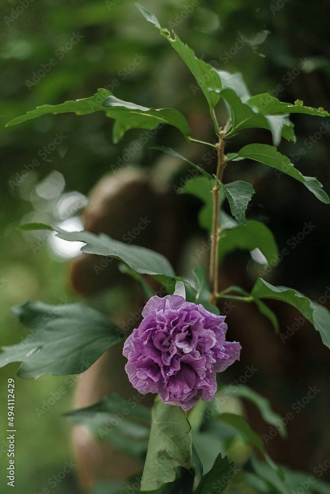 Photo of Purple Syrian Hibiscus flower with green leaves - Rose of Sharon or mimo plant (Hibiscus syriacus) from the family Malvaceae Photo of Purple Syrian Hibiscus flower with green leaves - Rose of Sharon or mimo plant (Hibiscus syriacus) from the family Malvaceae