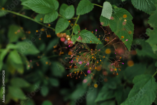 Talinum paniculatum plant, known as João Gomes, purslane or major-gomes with colorful details and green leaves photo
