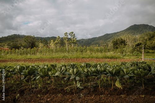 Organic food plantation in sustainable agricultural farm - Rural agroforestry landscape photo