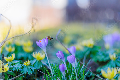 Biene auf Nektar Suche auf einer Frühlingswiese aus Winterling und Krokus