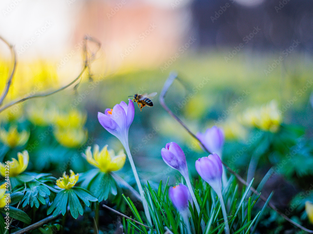 Fototapeta premium Biene auf Nektarsuche in einer Frühlingswiese mit Winterlingen und Krokussen