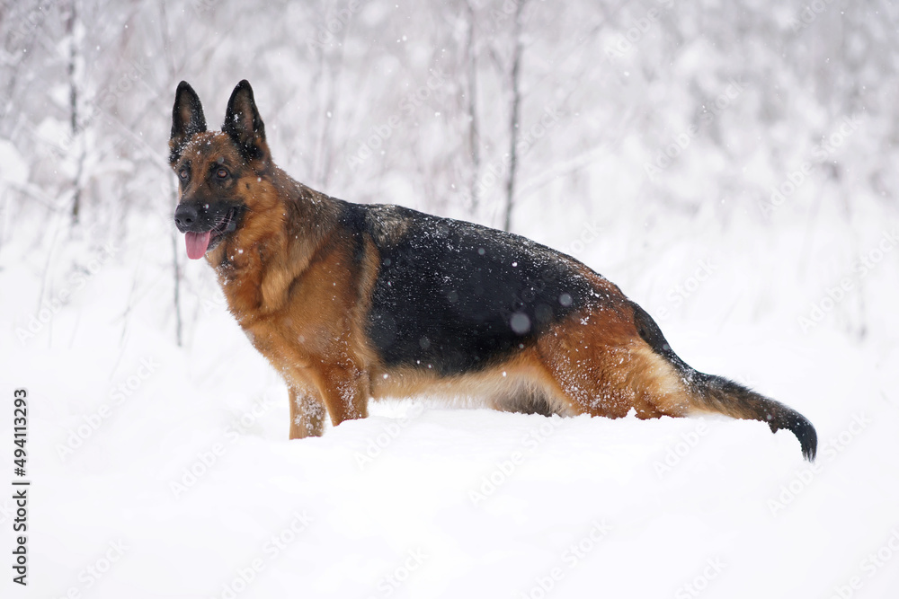 Adorable black and tan German Shepherd dog standing in a snow in winter Adorable black and tan German Shepherd dog standing in a snow in winter