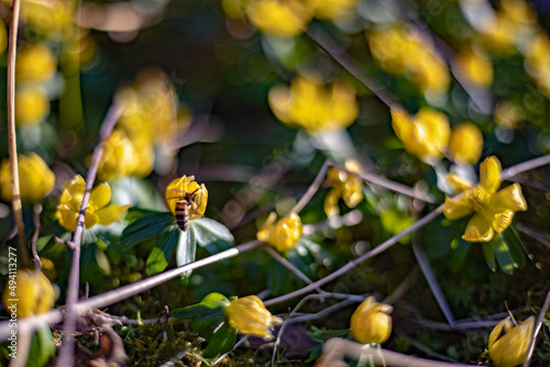 Wallpaper Mural Biene auf Nektarsuche in einer Frühlingswiese mit Winterlingen und Krokussen Torontodigital.ca