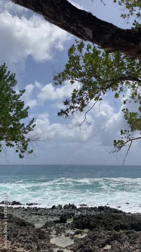 blue seascape with trees and leaves and cloudy skies on the Caribbean Sea coast vertical blue seascape with trees and leaves and cloudy skies on the Caribbean Sea coast vertical