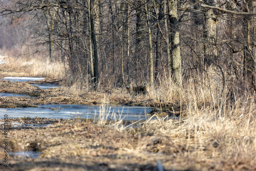 Curious coyote in the wild