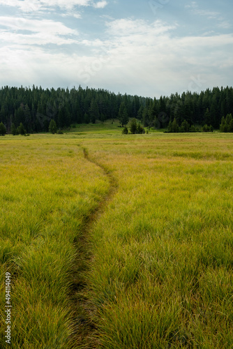 Faint Trail Through Meadow To Wrangler Lake