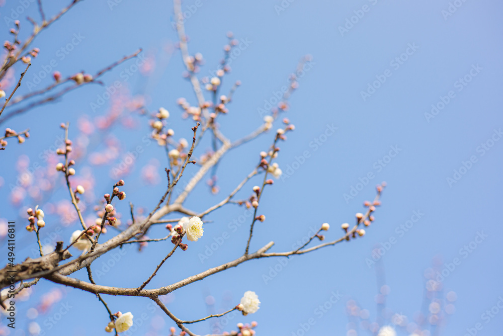 Plum Blossom and Blue Sky