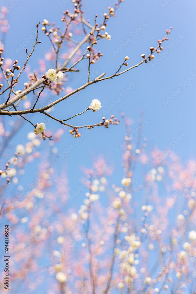 Plum Blossom and Blue Sky