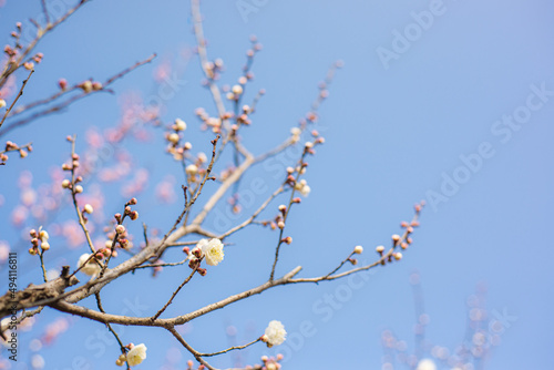 Plum Blossom and Blue Sky