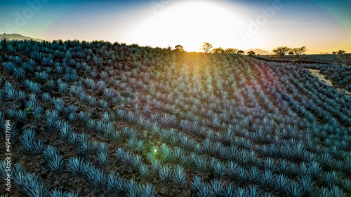 paisaje de tequila jalisco o paisaje agavero en la zona de tequila jalisco con vista a la barranca de tequila