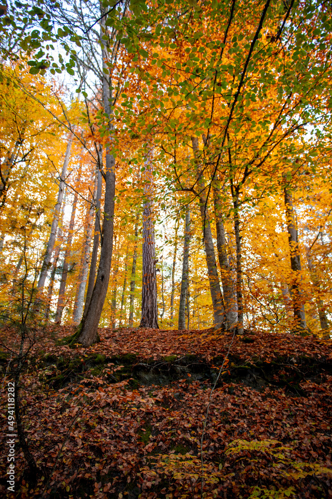 Fototapeta premium Autumn season in Bolu Yedigöller .