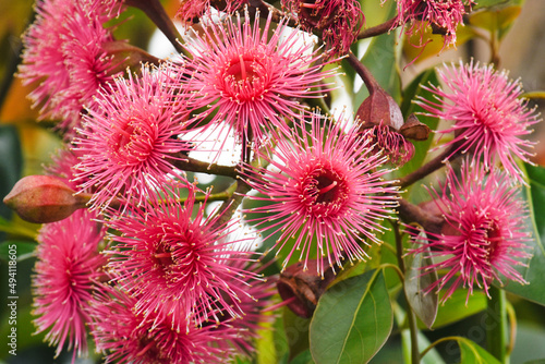 Showy Pink Corymbia Inflorescence in the Atherton Tablelands, Queensland, Australia. photo