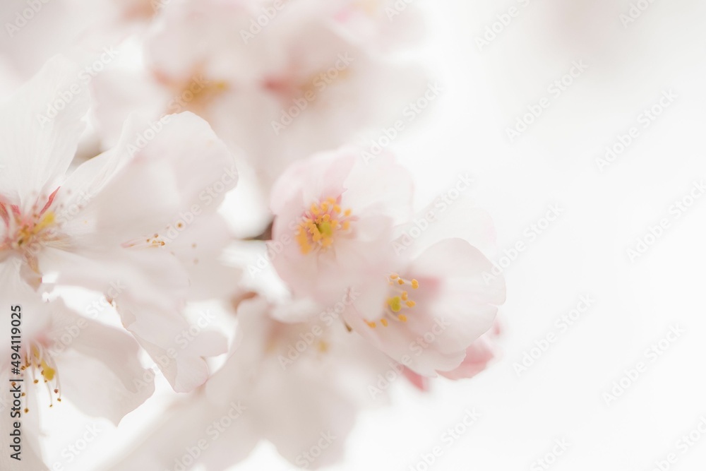 Obraz premium サクラ