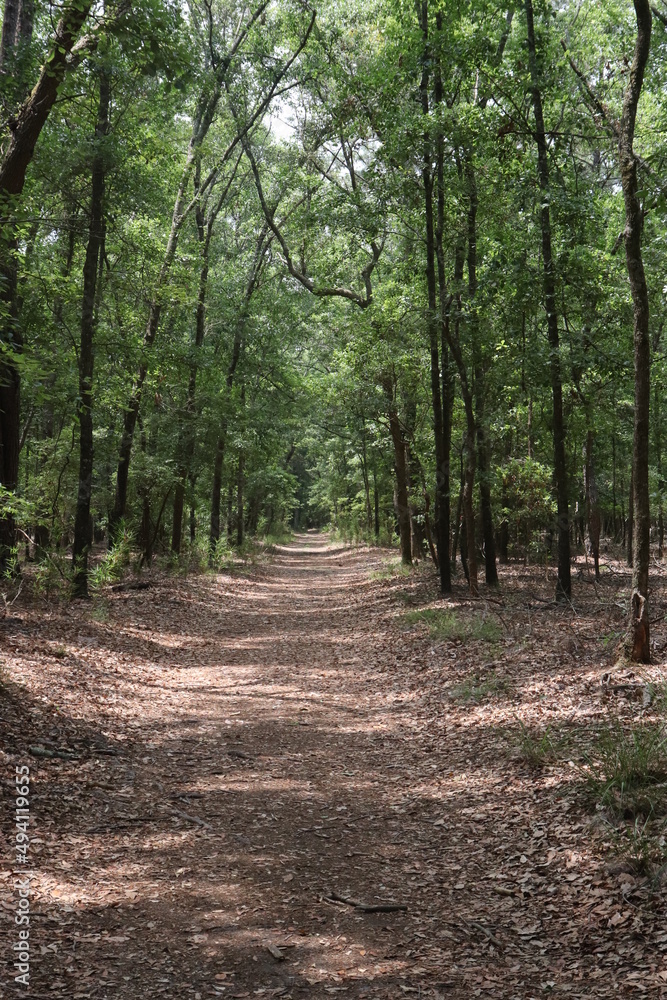 Trees with Pathway