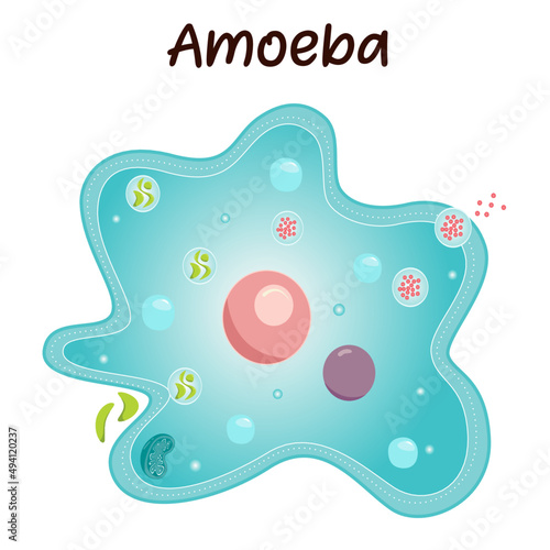 Diagram of an Amoeba