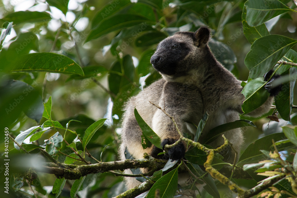 Fototapeta premium Lumholtz's Tree Kangaroo Feeding in a Tree in the Atherton Tablelands (Wet Tropics World Heritage Area, Queensland, Australia)
