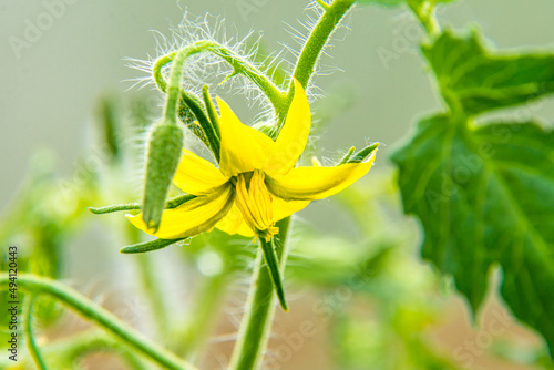 a yellow Solanaceae tomato flower blooms in a greenhouse, favorable conditions and lighting give a rich harvest
