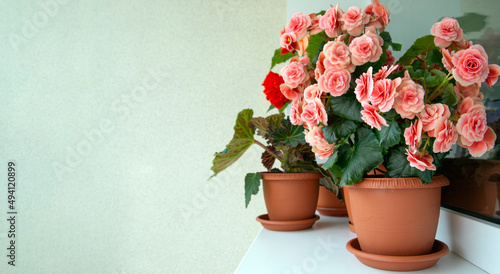 Begonias of different types (tuberous and elatior) in pots in the home interior. Indoor flowers, hobby, floriculture. photo