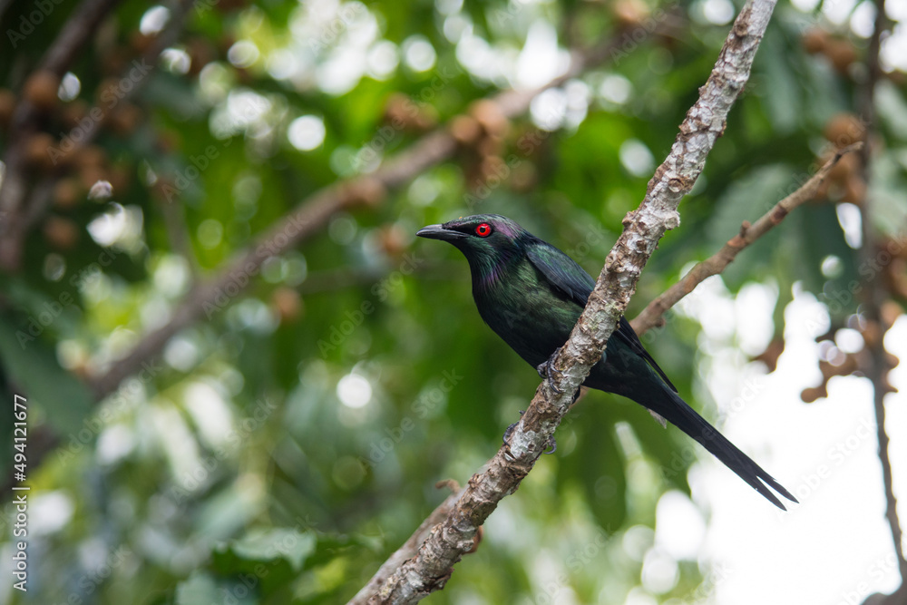 Metallic Starling Perched on a Vine in the Daintree Rainforest (Wet Tropics World Heritage Area, Queensland, Australia) Metallic Starling Perched on a Vine in the Daintree Rainforest (Wet Tropics World Heritage Area, Queensland, Australia)