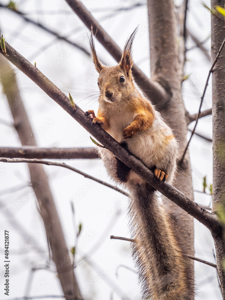 Fototapeta premium The squirrel sits on a branches in the spring or summer.