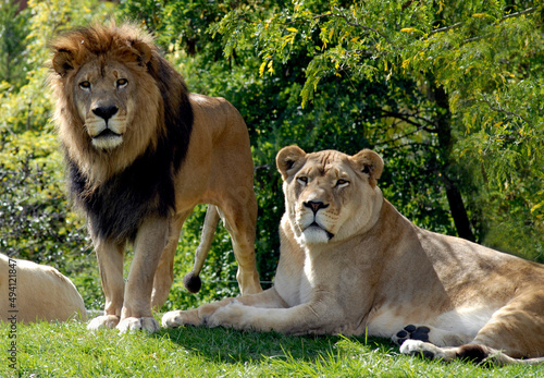 Lion and Lioness 