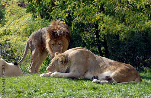 Lion and Lioness 