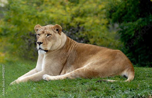 Lioness 