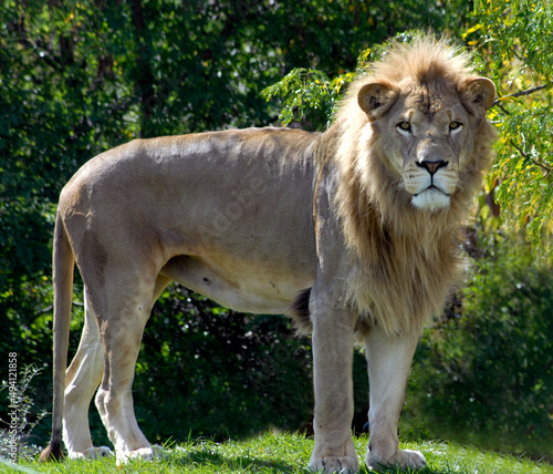 Lion 