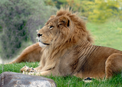 Lion 