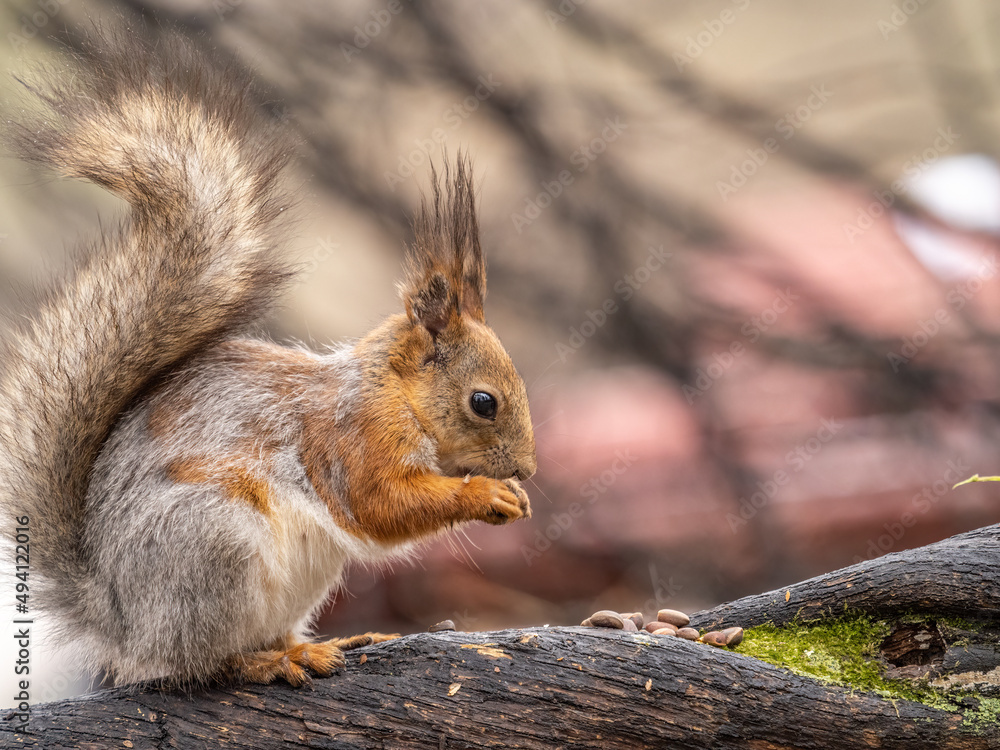 Fototapeta premium The squirrel with nut sits on a branches in the spring or summer.