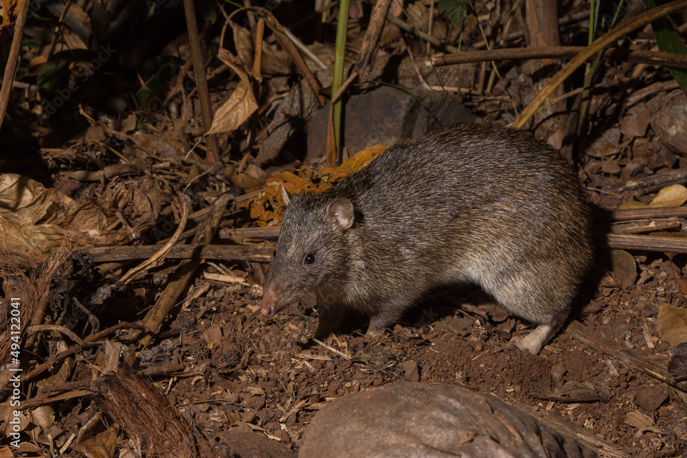 Northern Brown Bandicoot Foraging in the Daintree Rainforest (Wet Tropics World Heritage Area, Queensland, Australia) Northern Brown Bandicoot Foraging in the Daintree Rainforest (Wet Tropics World Heritage Area, Queensland, Australia)