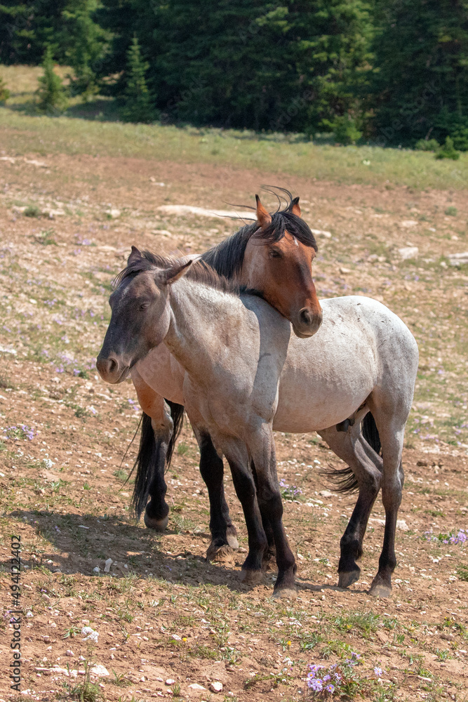 Obraz premium Red and Blue roan stallion pair of wild horses in the United States