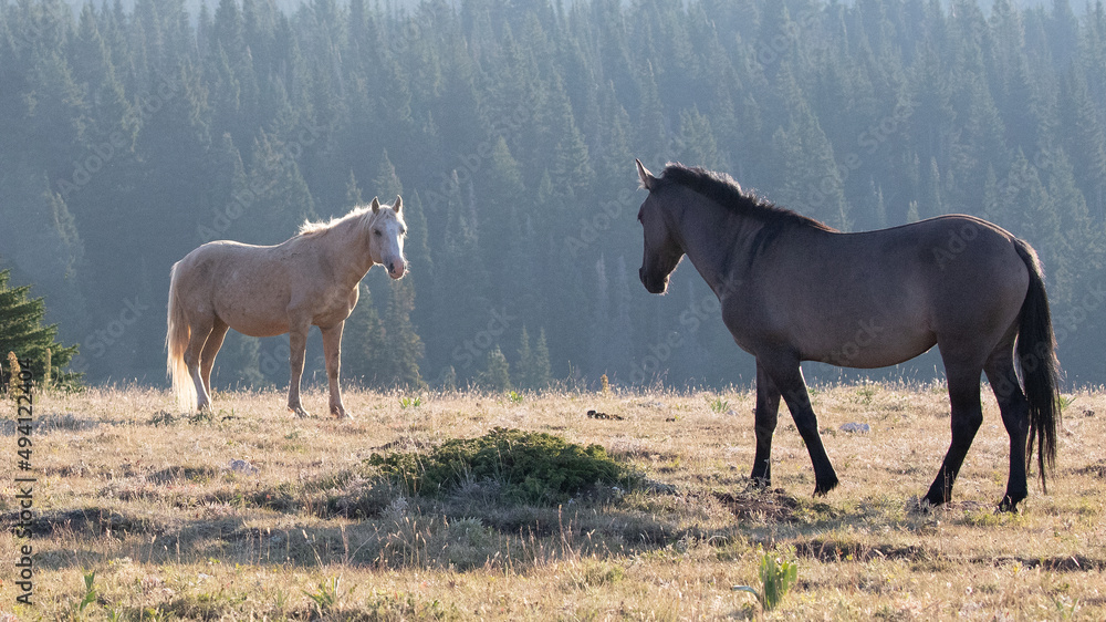 Palomino and Gray Grullo stallions facing off in the United States Palomino and Gray Grullo stallions facing off in the United States