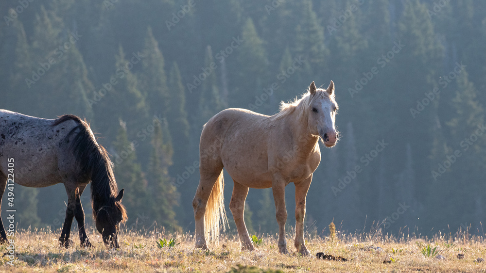 Palomino wild horse stallion lit up by morning sunlight in the western United States