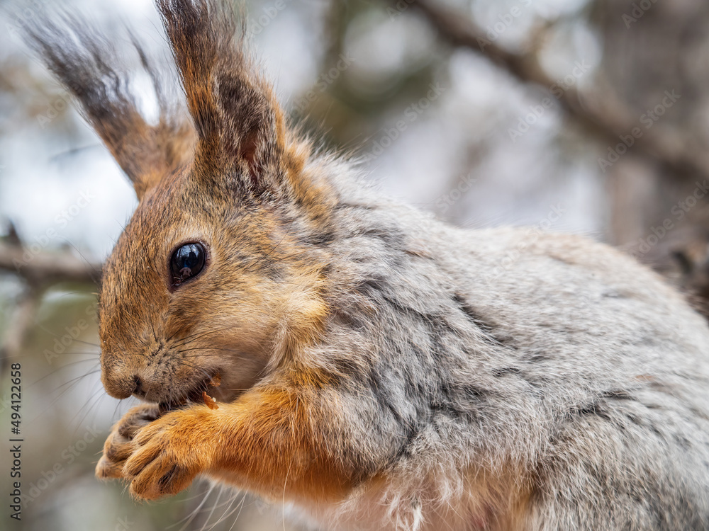 Fototapeta premium The squirrel with nut sits on a branches in the spring or summer.