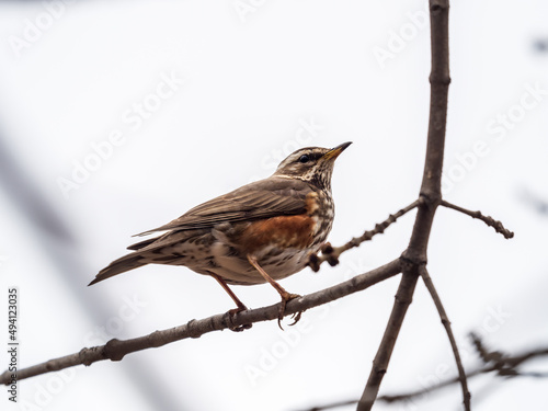 Wood bird Redwing, Turdus iliacus, sits on tree branch
