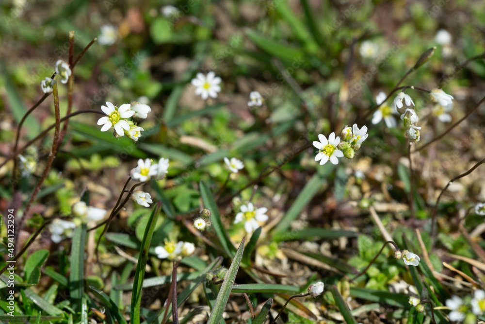 Flowers in the grass