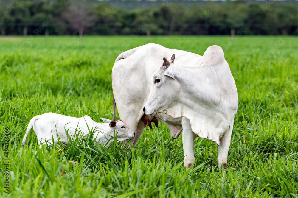 Gado de corte da pecuária brasileira / Cattle grazing in Brazilian