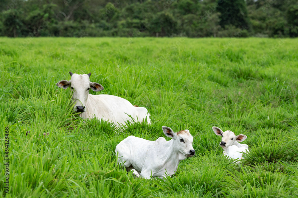 Gado de corte da pecuária brasileira / Cattle grazing in Brazilian livestock Gado de corte da pecuária brasileira / Cattle grazing in Brazilian livestock