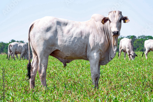 Gado de corte da pecuária brasileira / Cattle grazing in Brazilian livestock photo