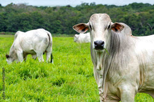 Tableau sur toile Gado de corte da pecuária brasileira / Cattle grazing in Brazilian livestock