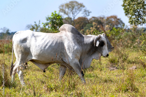 Gado de corte da pecu  ria brasileira   Cattle grazing in Brazilian livestock