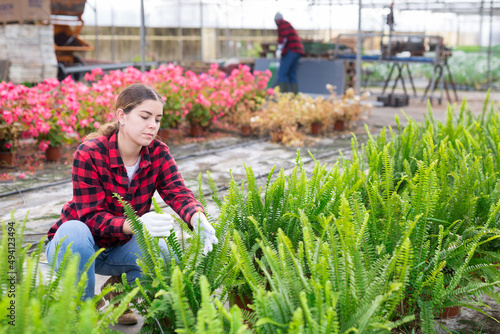 Young european woman gardener choosing green nephrolepis in pot in greenhouse photo